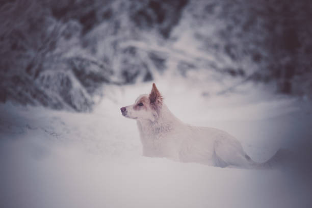 istock A Swiss white shepherd dog during winter in a forest 2008534475