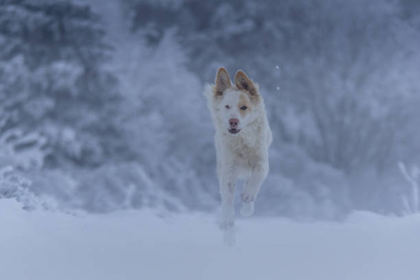 istock A Swiss white shepherd dog during winter in a forest 2008535006
