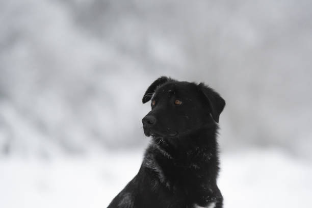 istock A Swiss white shepherd dog during winter in a forest 2008535529