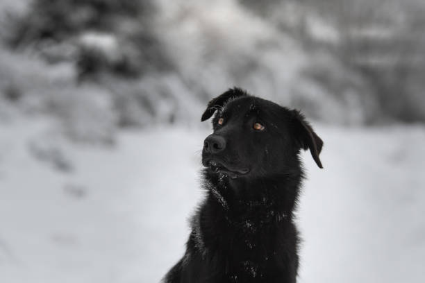 istock A Swiss white shepherd dog during winter in a forest 2008535532