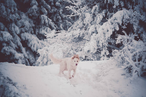 Shooting of a Swiss white shepherd dog in winter in a forest