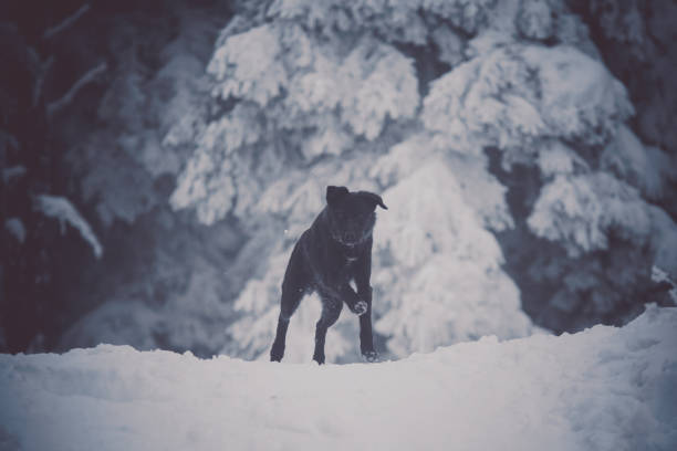 Shooting of a Swiss white shepherd dog in winter in a forest