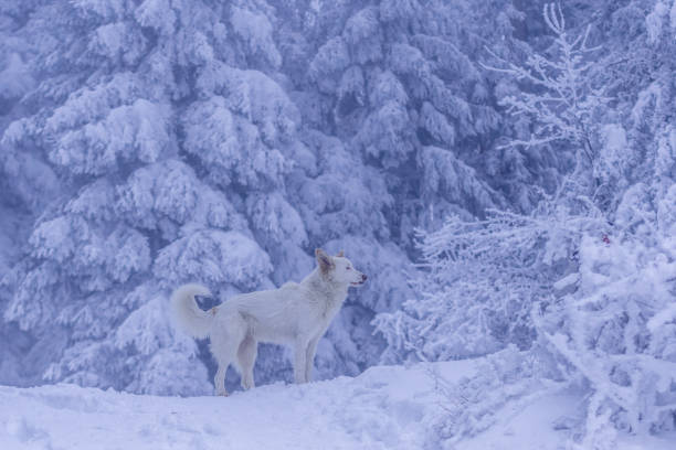 istock A Swiss white shepherd dog during winter in a forest 2008536054