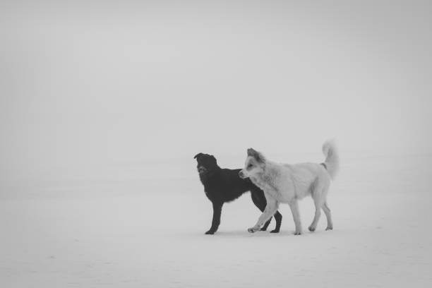Shooting of a Swiss white shepherd dog in winter in a forest