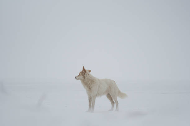 Wolf-dog in snowy forest