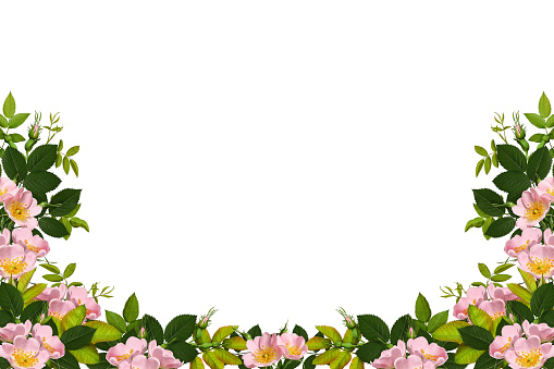 Design element to create collage or design, wedding cards and invitations. Background overlay.