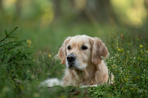 Young Golden Retriever posing in flowers. Beautiful dog with black eye Susans blooming. Retriever at sunset in a field of flowers and golden light.