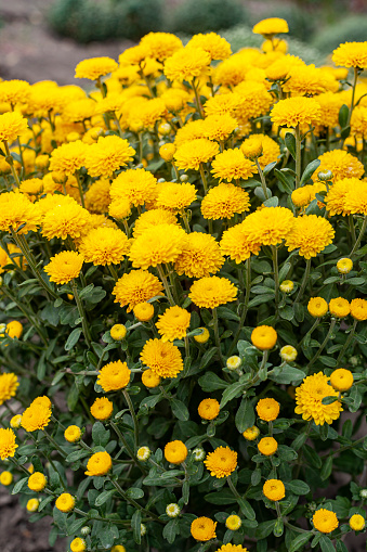 Closeup of Yellow chrysanthemum flowers with infinity white background