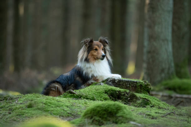 istock A dog breed Shetland in a forest 2008550242