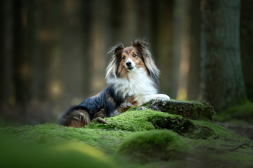 A dog breed Shetland in a forest for a shooting photo