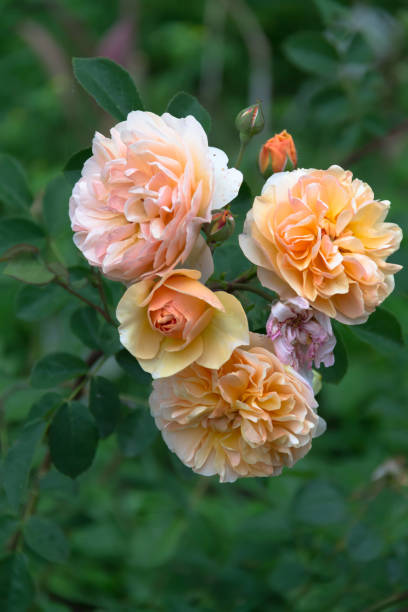 gros plan d’une rose de jardin port sunlight - hybrid tea rose photos et images de collection