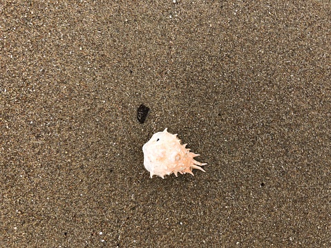 The shell part of a crab washed up on the beach