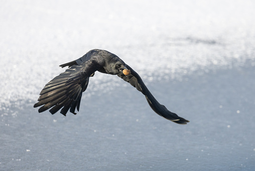 Flying carrion crow (Corvus corone) in winter.