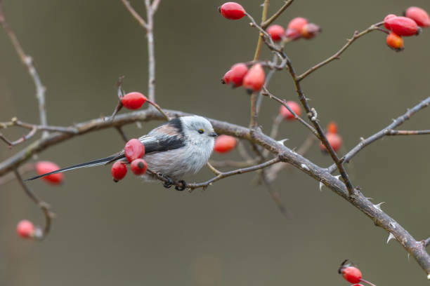 Beautiful long-tailed tit (Aegithalos caudatus) in winter