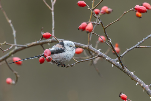 Beautiful long-tailed tit (Aegithalos caudatus) perching on a dog rose with ripe rose hips.