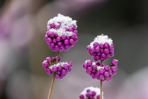 Close shot of Callicarpa bodinieri, or Bodinier's beautyberry, covered with snow.