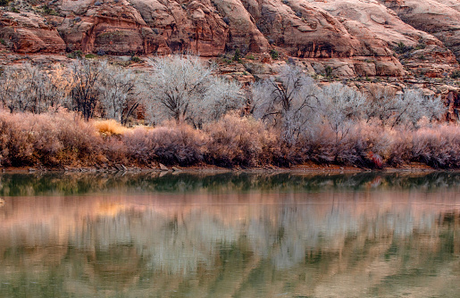 Sandstone formations and cottonwood trees are reflected in the still Colorado River near Moab, Utah.