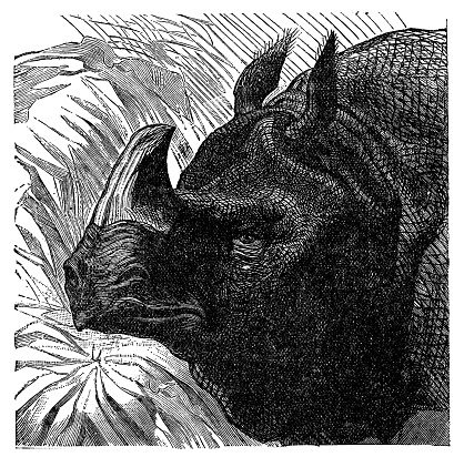 A Great Indian Rhinoceros (rhinoceros unicornis). Vintage etching circa 19th century.