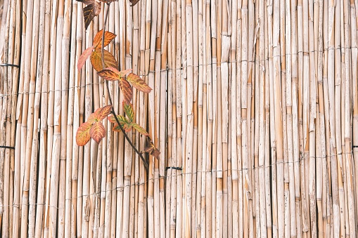 Close up of a bamboo fence with ivy in a backyard. Bamboo fence intertwined with ropes