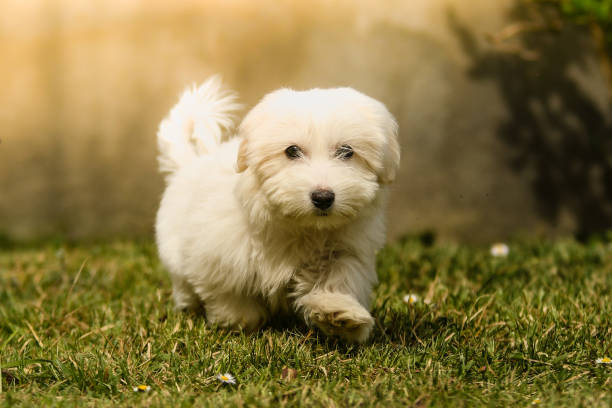 istock A dog breed bichon frise 2008592775