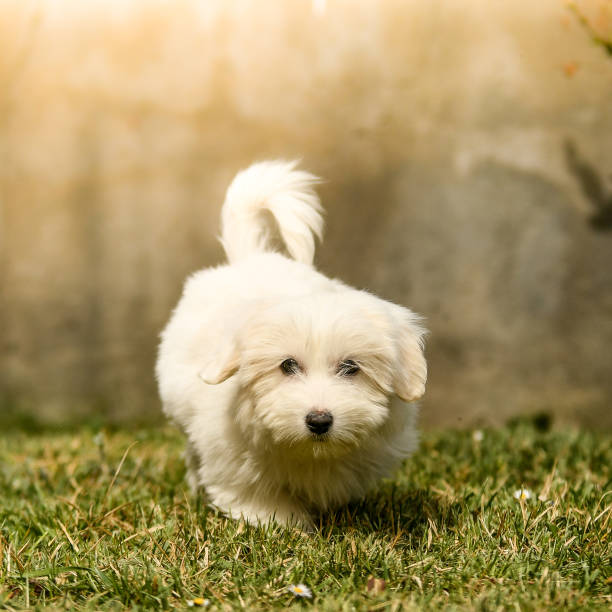 istock A dog breed bichon frise 2008593815