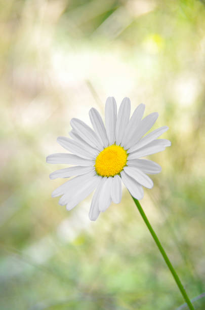 daisy flower on field background close-up
