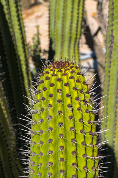 istock Close up of a cactus 2008602205