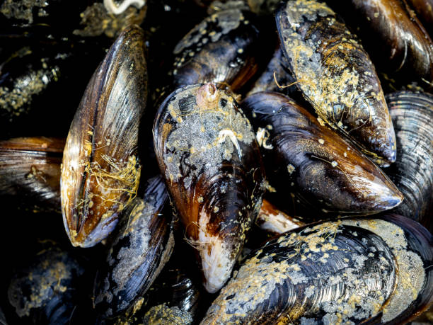 istock fresh live mediterranean mussels (Mytilus galloprovincialis) from Galicia (northtern Spain) 2008602217
