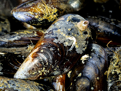 close up of fresh live mediterranean mussels (Mytilus galloprovincialis) from Galicia (northtern Spain)