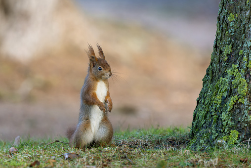 Cute Eurasian red squirrel (Sciurus vulgaris) standing on a meadow