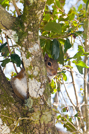 American squirrel on a tree in a park in Florida, USA.