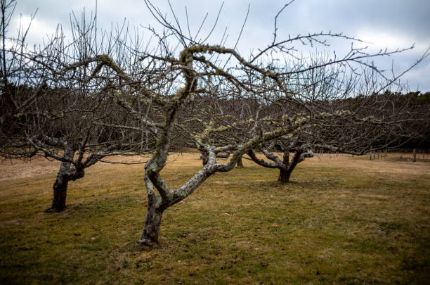 Apple trees without leaves in early spring. Apple orchard landscape with perspective.