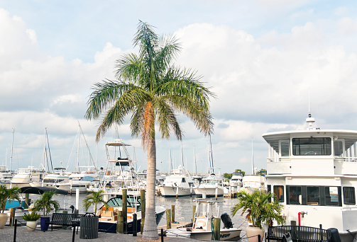 Boats in Charlotte Harbor Marina at Punta Gorda in Florida, USA. Visible Sheriff's motorboat next to the palm tree.