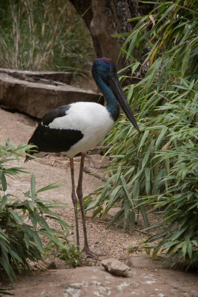 istock This is a side view of a black necked stork standing 2008623457
