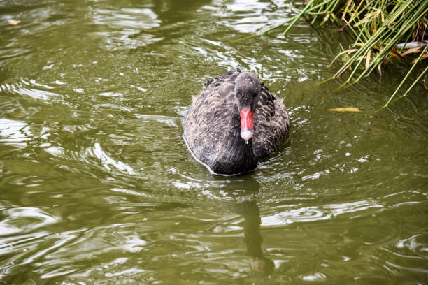 black swan swimming on pond