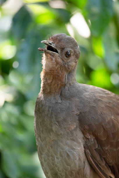 istock this is a close up of a lyre bird 2008628898