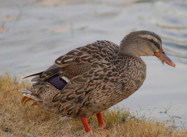 istock Texas Brown Orpington Duck in a pond 2008629834