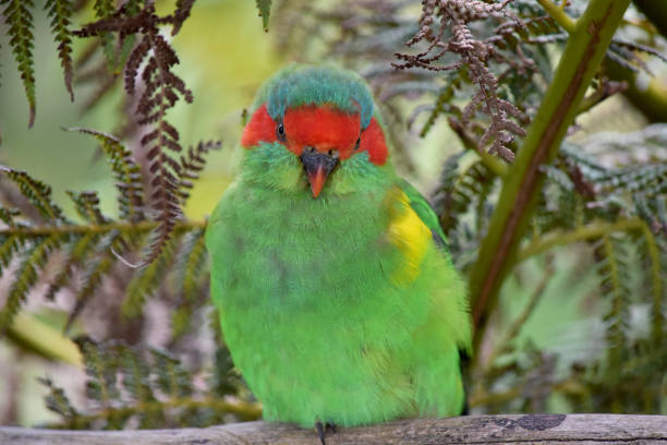 The musk lorikeet is mainly green and it is identified by its red forehead, blue crown and a distinctive yellow band on its wing.