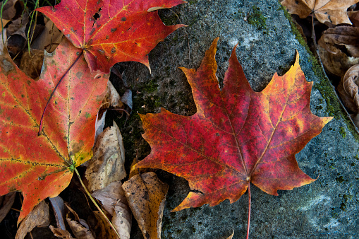 Close-up of autumn leaves in their reddish color
