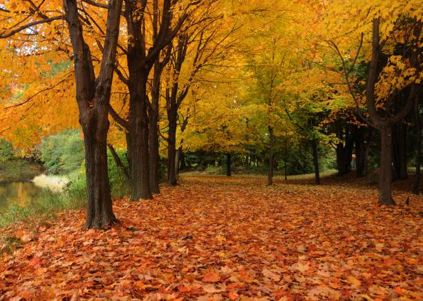 istock Avenue of trees 2008640644
