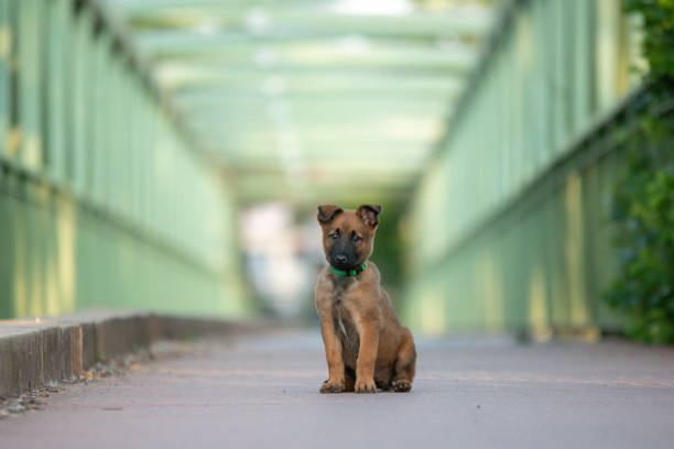 Shooting photo of a 3 months belgian shepherd malinois puppy in nature