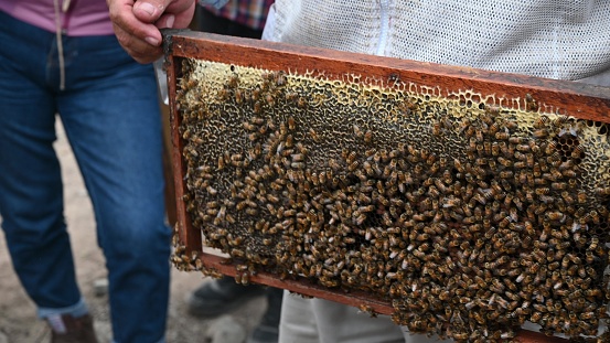 A Greek beekeeper is working with his hives to collect the honey. He is brushing bees off of the honeycomb. Image taken on Lemnos island. The bushes surrounding the boxes are Thyme.