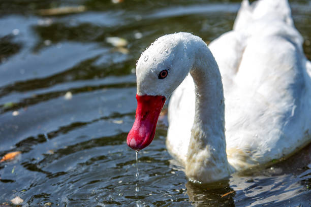 A heartwarming series of images showing a mute swan (Cygnus olor) swimming closely alongside its fluffy grey cygnets on the calm waters of the Neckar River in Heidelberg, Germany. The parent bird is seen attentively guiding and guarding its offspring near the riverbank, with occasional foraging behavior. The photographs are taken from a low perspective with soft natural lighting, highlighting the protective bond between the swan and its young in an urban environment. The river is active in the background, with blurred hints of kayaks and architecture, capturing a peaceful blend of wildlife and city life.