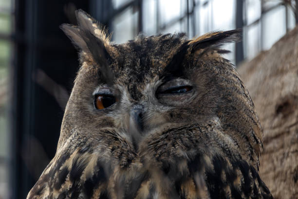 Eurasian eagle-owl (Bubo bubo)