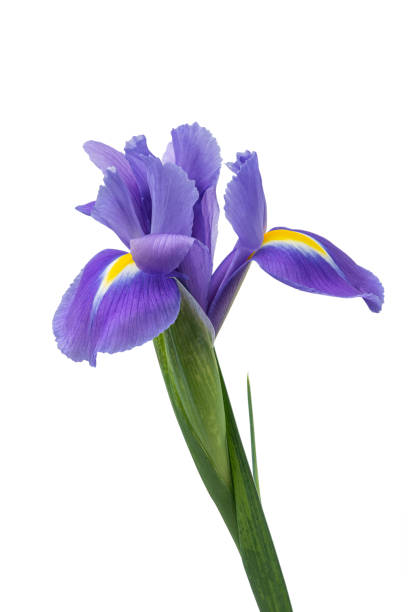istock Lilac irises isolated on a white background 2008682781