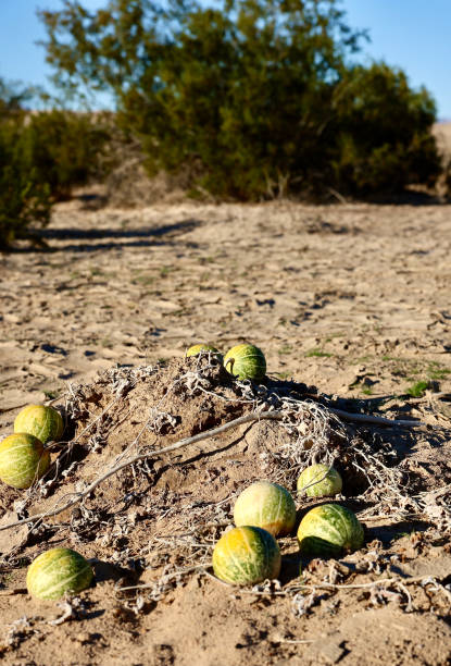 istock Vegetation growing in a desert oasis 2008685438
