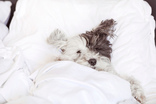 White Havanese Dog sleeping on a human bed with white sheets