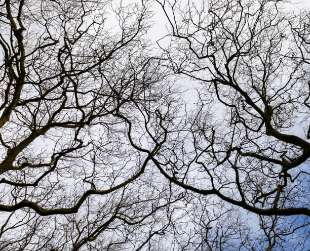 galhos de árvores sem folhas e entrelaçados apontando para o céu. - tree branch tree trunk leaf - fotografias e filmes do acervo