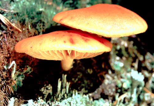 Mushroom at Lake O'Hara in 1997. From old film stock.