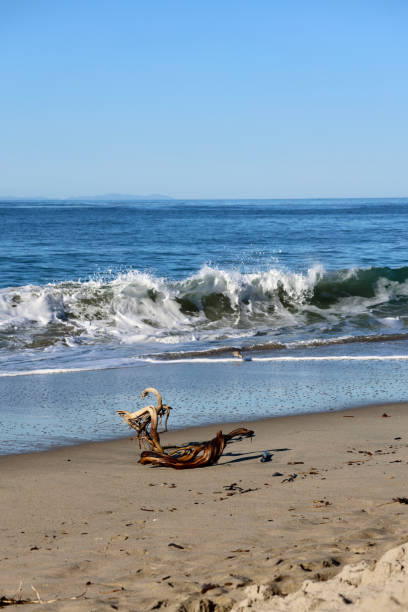 Laguna Beach
